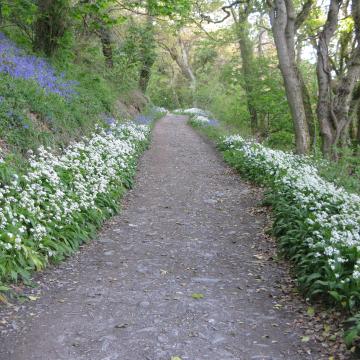 Wild garlic growing in Torr Wood, Salcombe_1.JPG